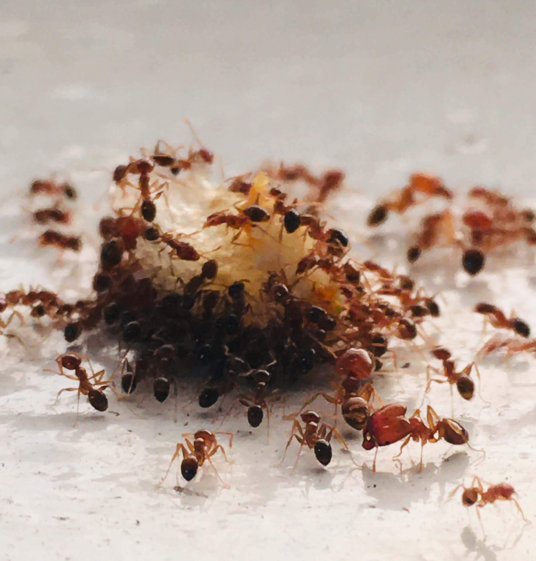 How to get rid of ants in kitchen and home
