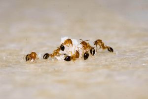 get rid of ants from kitchen