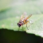 how to get rid of fruit flies in kitchen