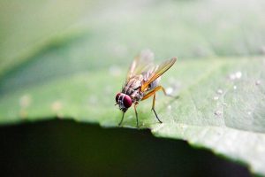 how to get rid of fruit flies in kitchen
